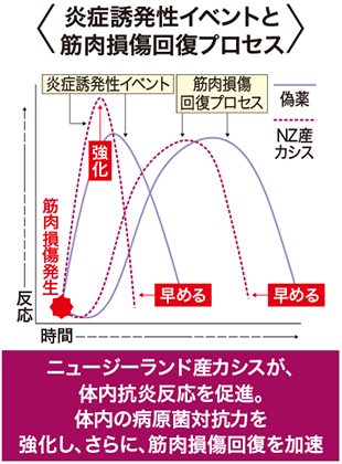 炎症誘発性イベントと筋肉損傷プロセス図